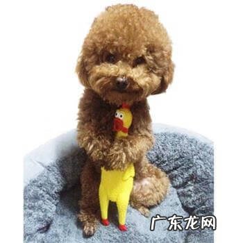 狗猫同时养风水 帮狗狗理发风水