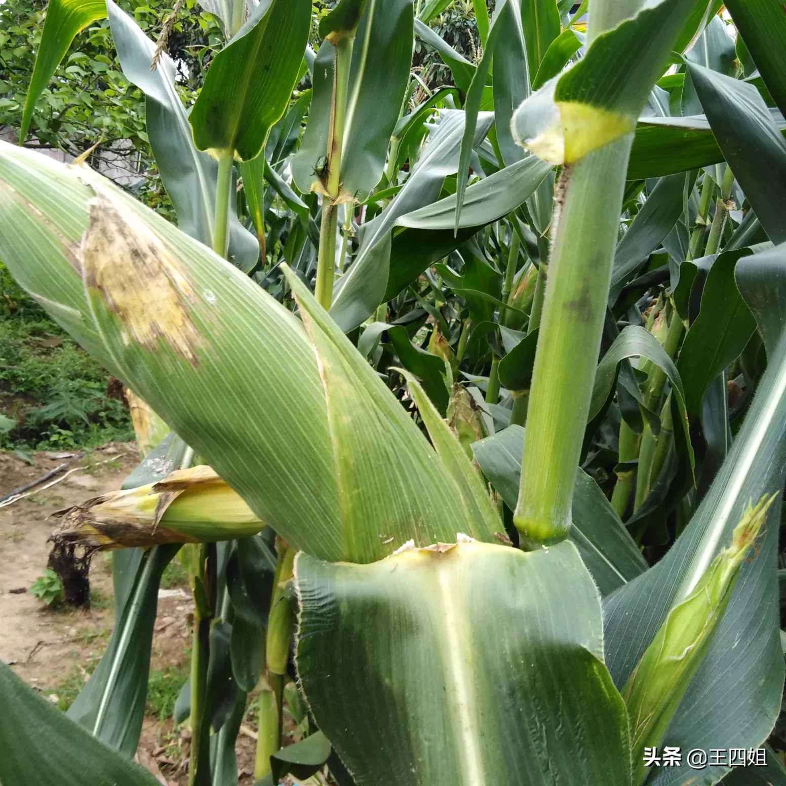 你们家乡现在风景美吗？分享一下田间地头好吗？