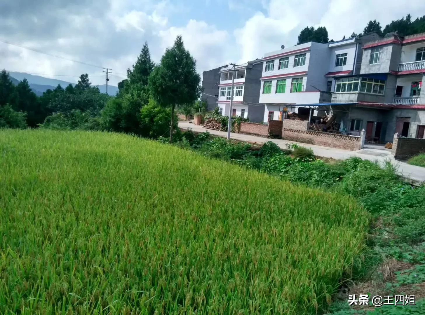 你们家乡现在风景美吗？分享一下田间地头好吗？