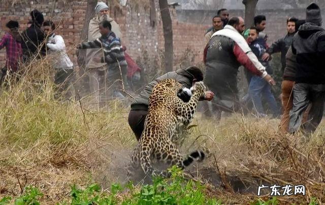 如果一只饥肠漉漉的成年美洲豹遇到手无寸铁的30岁泰森, 你觉得结果会怎么样?为什么?