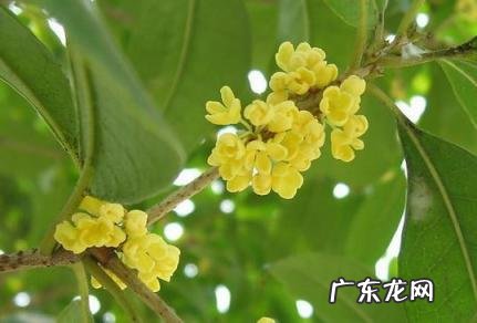 桂花泡水喝的9大禁忌 桂花泡水喝的9大禁忌桂花香泡脚桂花香泡酒