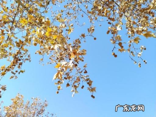 荣耀x30参数配置详情 荣耀X30s