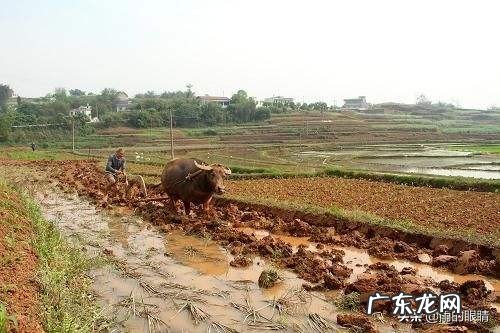 在疫情之下,农民如何进行农业生产?