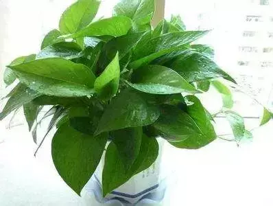 秋天的绿萝叶子发黄怎么办 刚种的绿萝叶子发黄怎么办