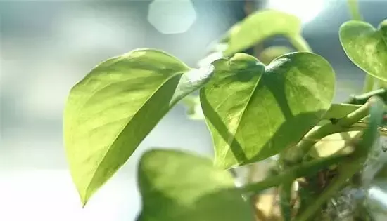 秋天的绿萝叶子发黄怎么办 刚种的绿萝叶子发黄怎么办