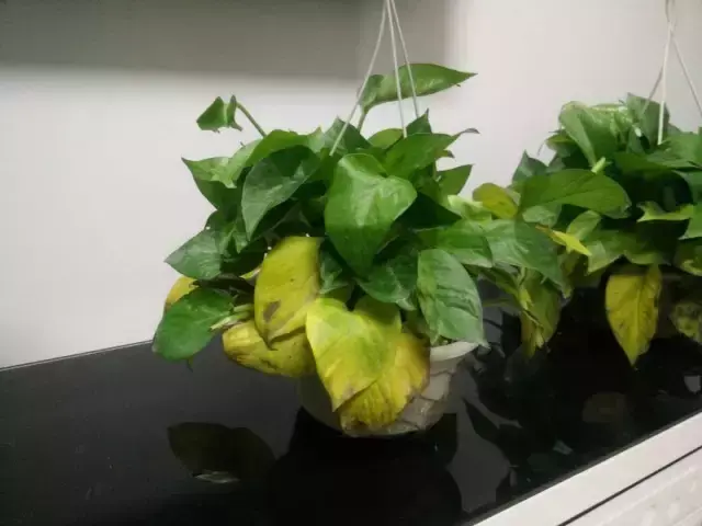 秋天的绿萝叶子发黄怎么办 刚种的绿萝叶子发黄怎么办