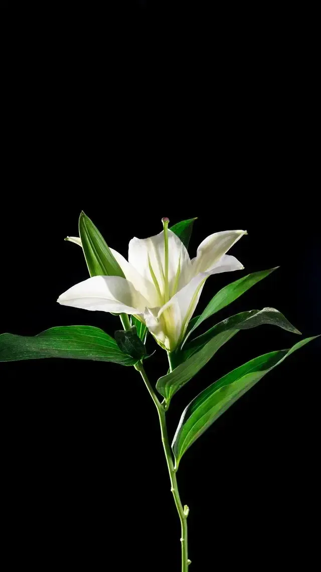 世乒赛女单八强出炉,孙颖莎能赢王艺迪吗?孙颖莎有冠军相吗?