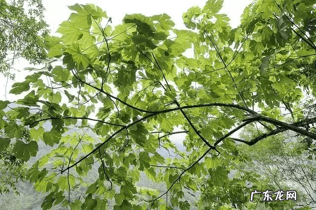 农村房前屋后种树推荐 农村房前屋后种什么树风水好