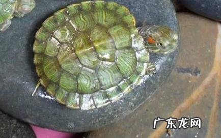 乌龟突然死亡的寓意 乌龟突然死亡的寓意是