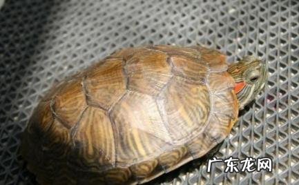 乌龟突然死亡的寓意 乌龟突然死亡的寓意是