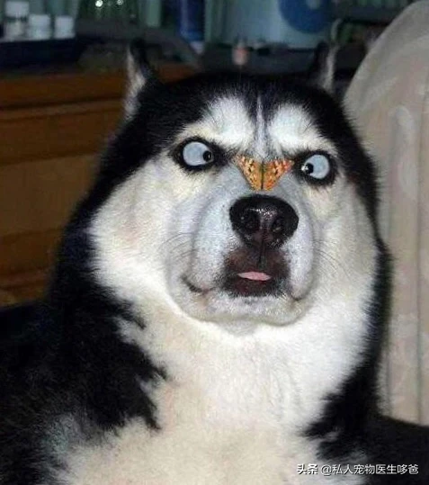 哈士奇吃什么狗粮好?_1