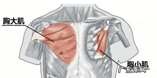从小胸一大一小正常吗怎么办 我的胸部一大一小怎么办