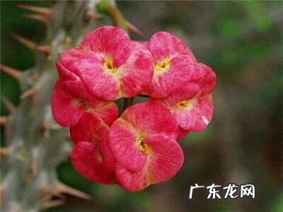 办公室养刺梅花好不好 室内养刺梅花好不好