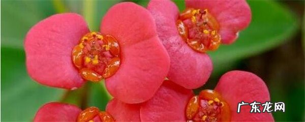 办公室养刺梅花好不好 室内养刺梅花好不好