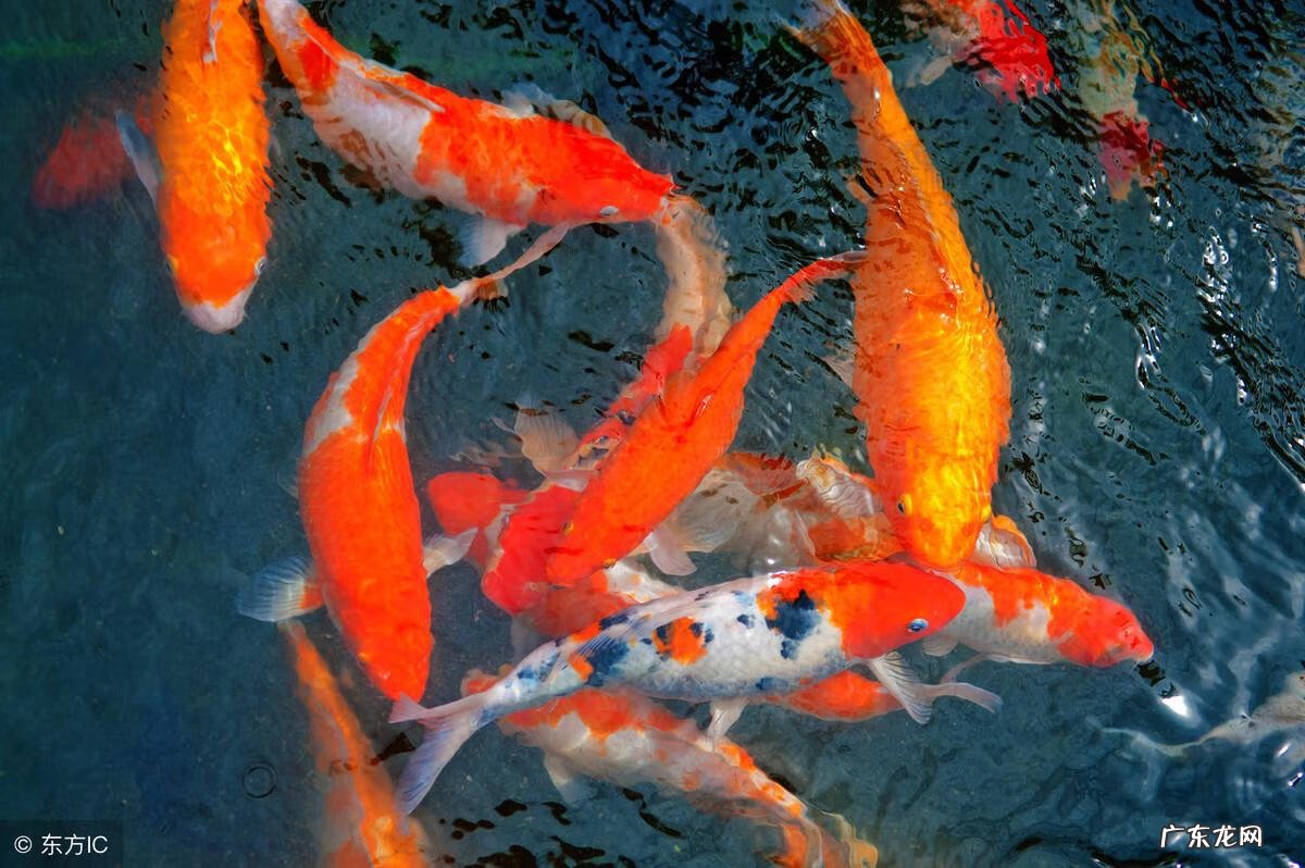 浴室什么图案风水好 浴室风水该怎么样布置好