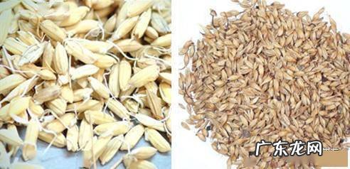 谷麦芽功效与作用 谷芽麦芽的功效与作用及禁忌