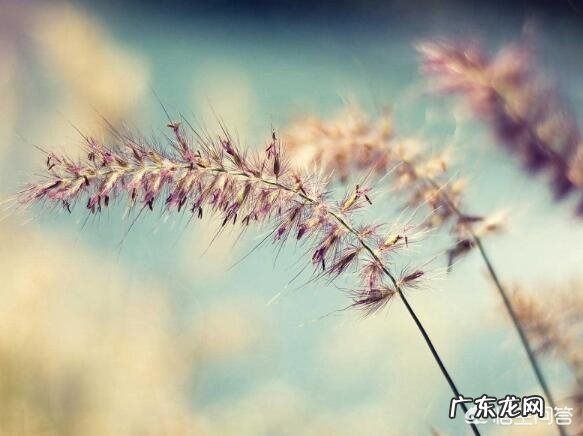 中国古代形容爱情的诗词歌赋,美句佳文有哪些?