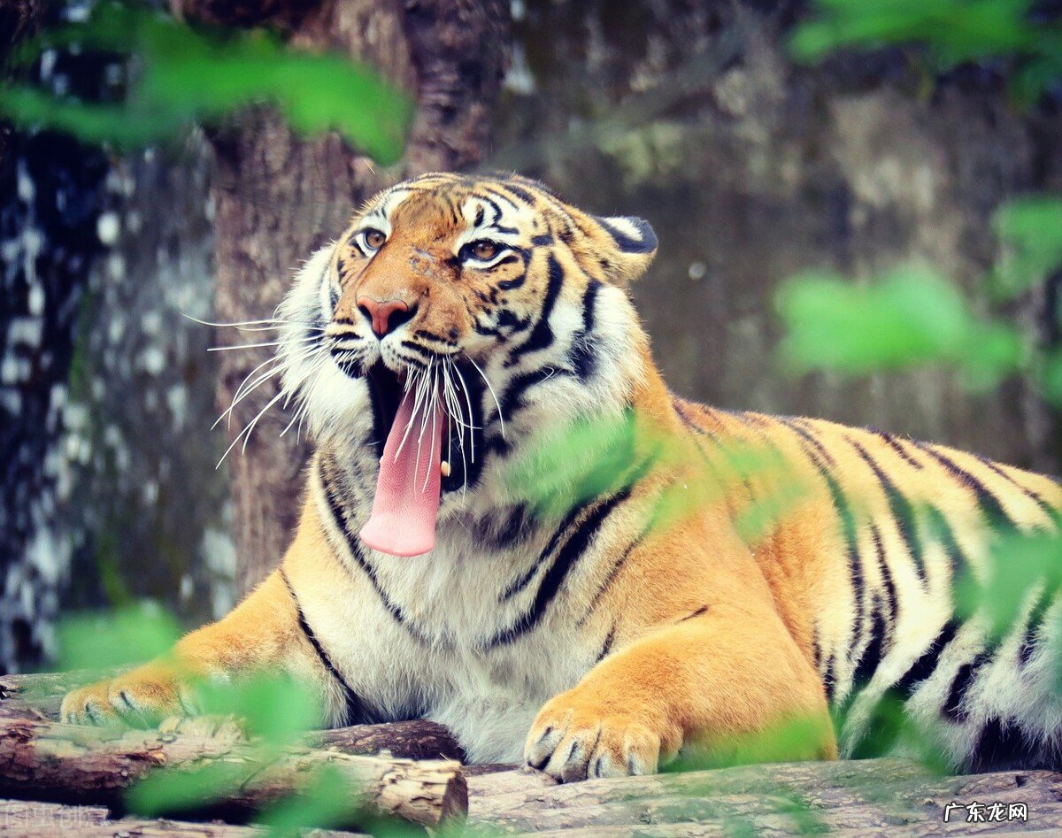 十二生肖中,生肖虎和谁关系最好?