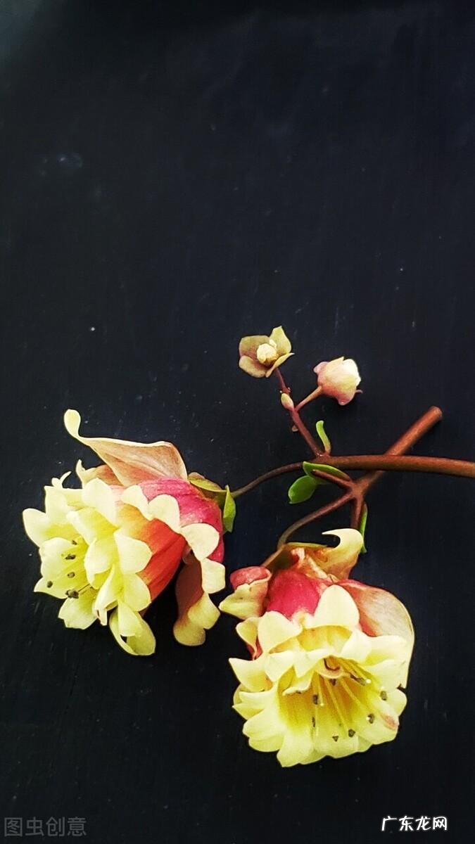 5种适合小白种植的花草绿植,谁养谁当是香饽饽