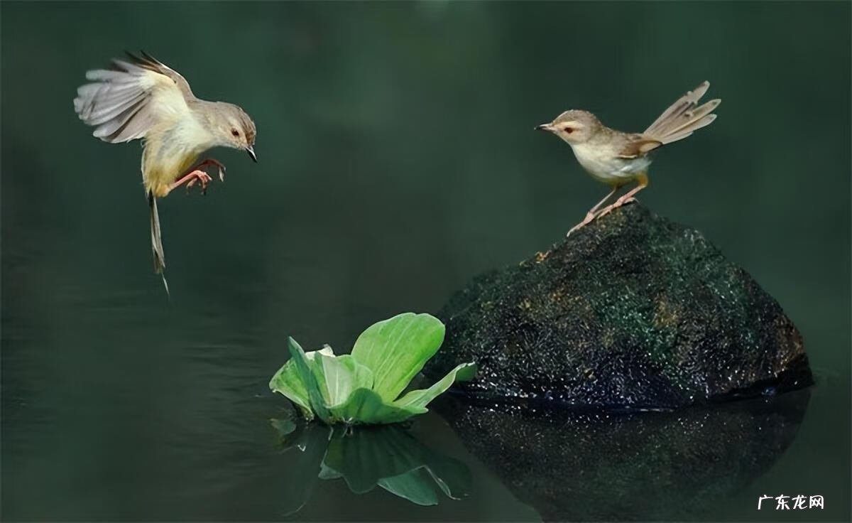 小鸟图片大全大图