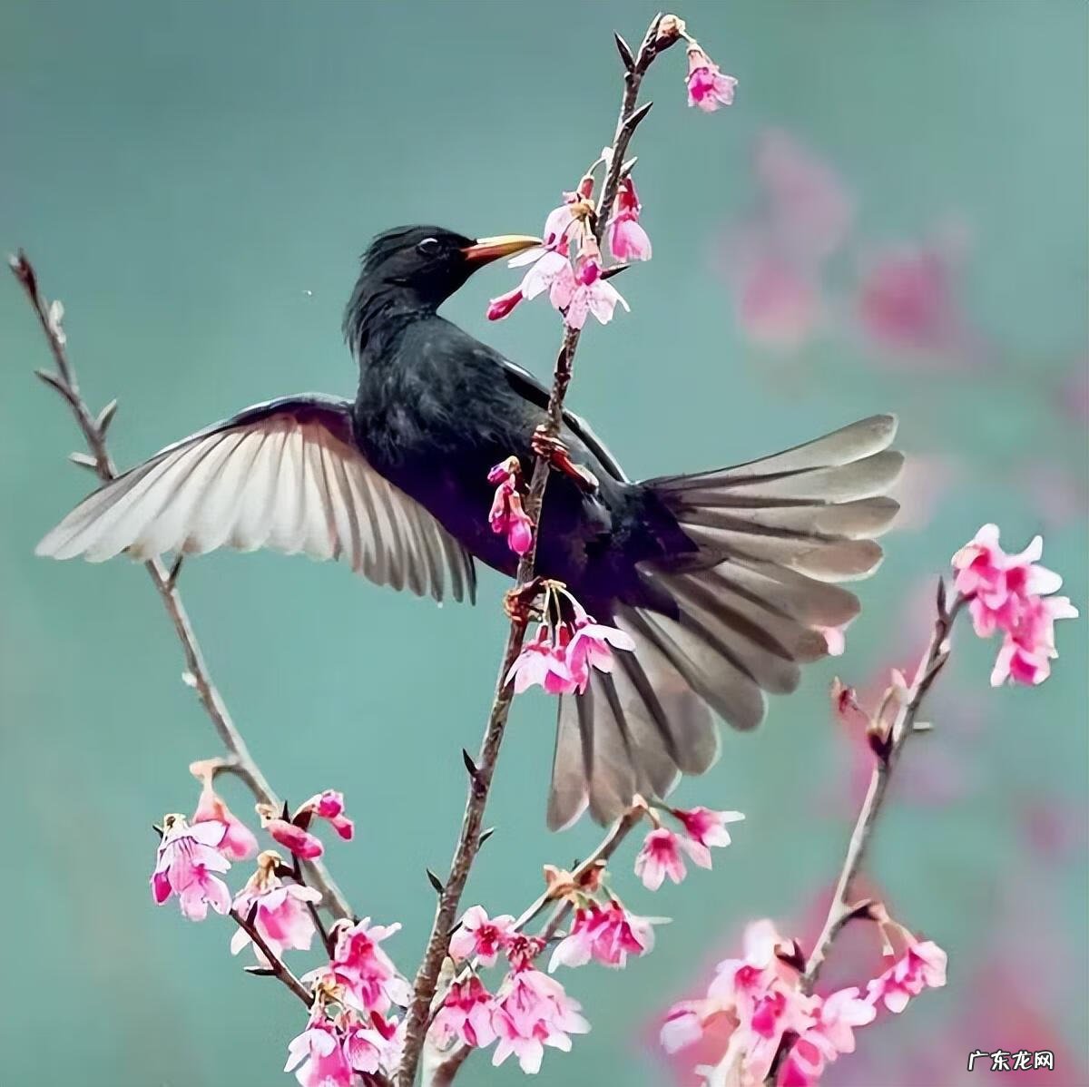 小鸟图片大全大图