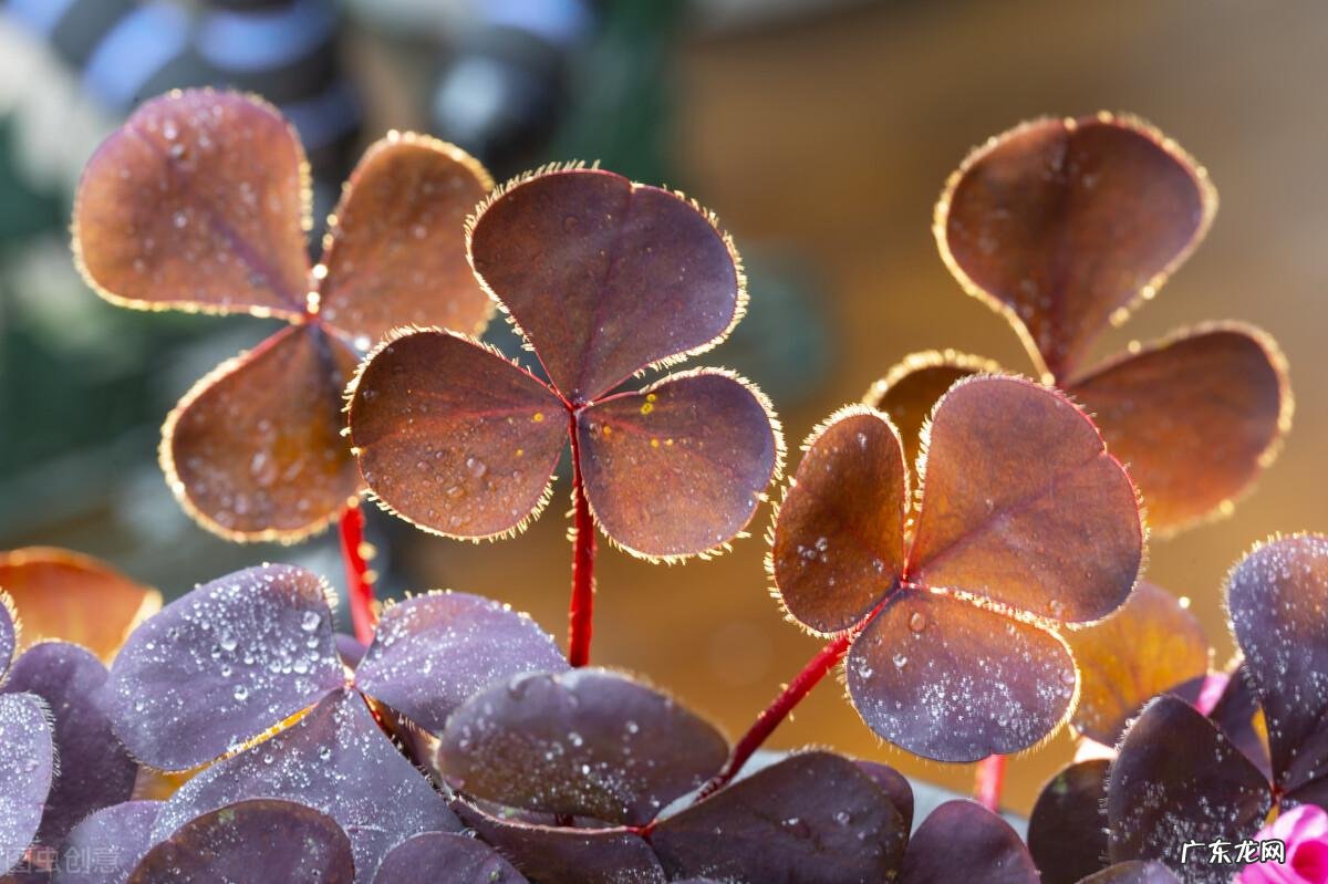 8种花草“卡点”种,错过种植时间,一年白搭