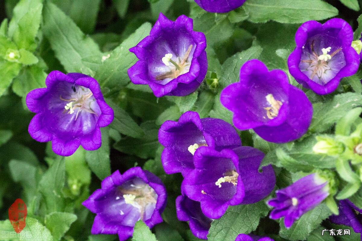 8种花草“卡点”种,错过种植时间,一年白搭