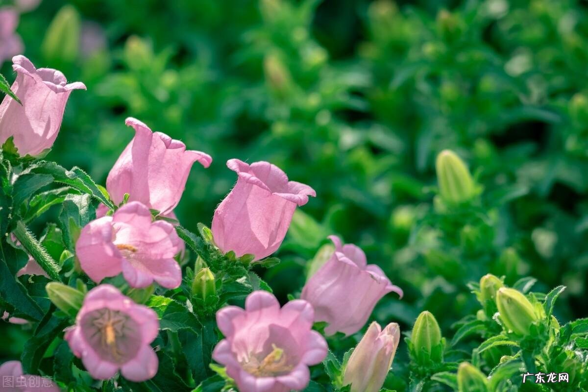 8种花草“卡点”种,错过种植时间,一年白搭
