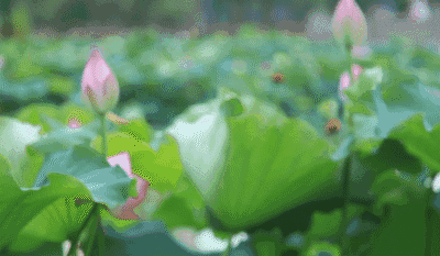 莲子的功效是什么