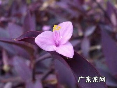 紫竹梅风水说法 紫竹梅的风水寓意