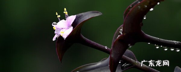 紫竹梅风水说法 紫竹梅的风水寓意