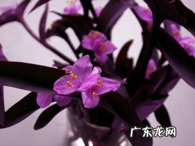 紫竹梅风水说法 紫竹梅的风水寓意