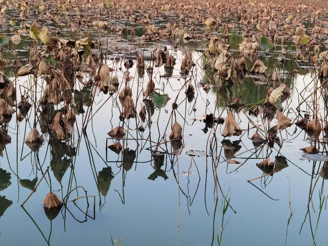 如何用一首诗词来形容这个冬天？