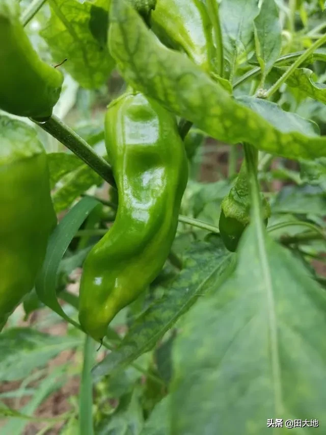 哪些蔬菜一般不用药水或催熟剂?