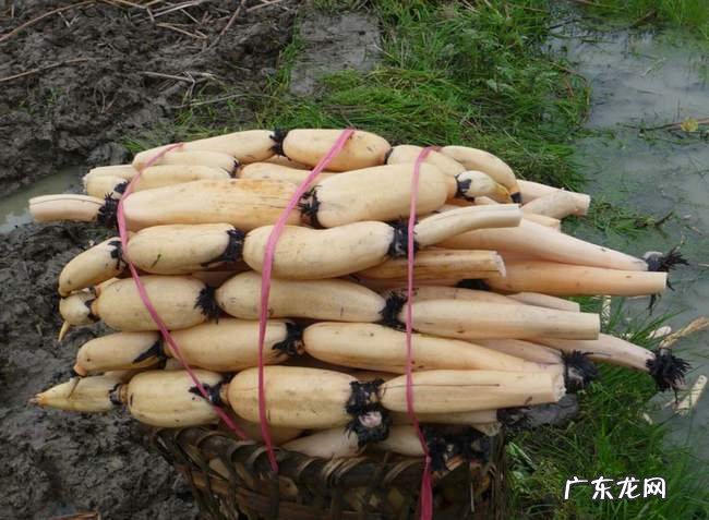 哪些蔬菜一般不用药水或催熟剂？