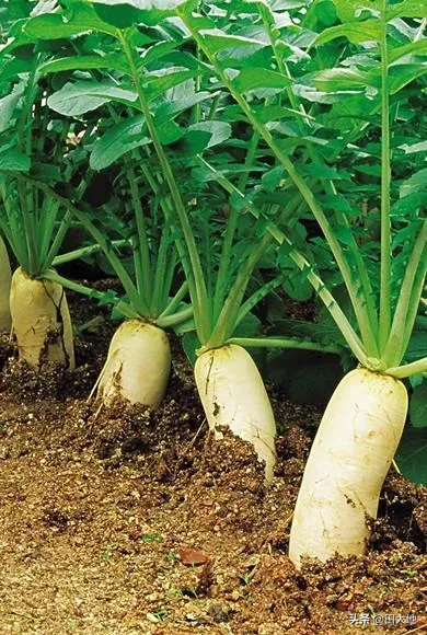 哪些蔬菜一般不用药水或催熟剂?