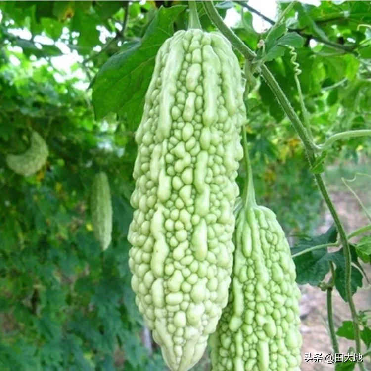 哪些蔬菜一般不用药水或催熟剂?