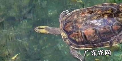 老人为什么不建议养乌龟 老人为什么不建议养乌龟呢