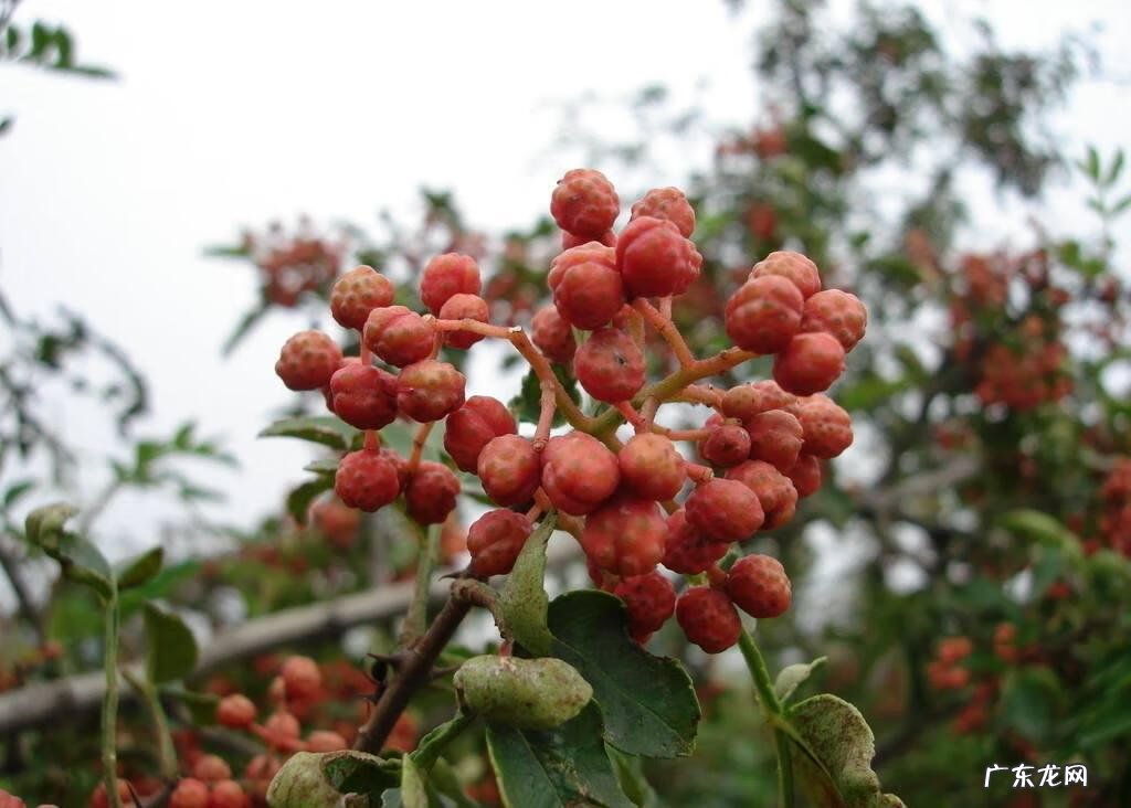 茱萸是一种什么 茱萸怎么读什么意思