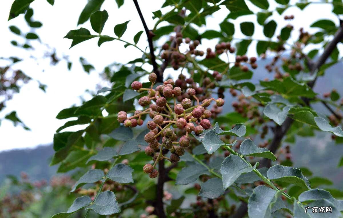 茱萸是一种什么 茱萸怎么读什么意思