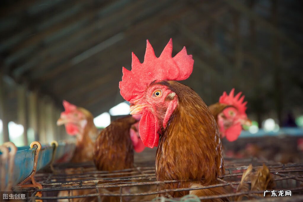 正常人喝葡萄糖水好吗 葡萄糖的作用与功效