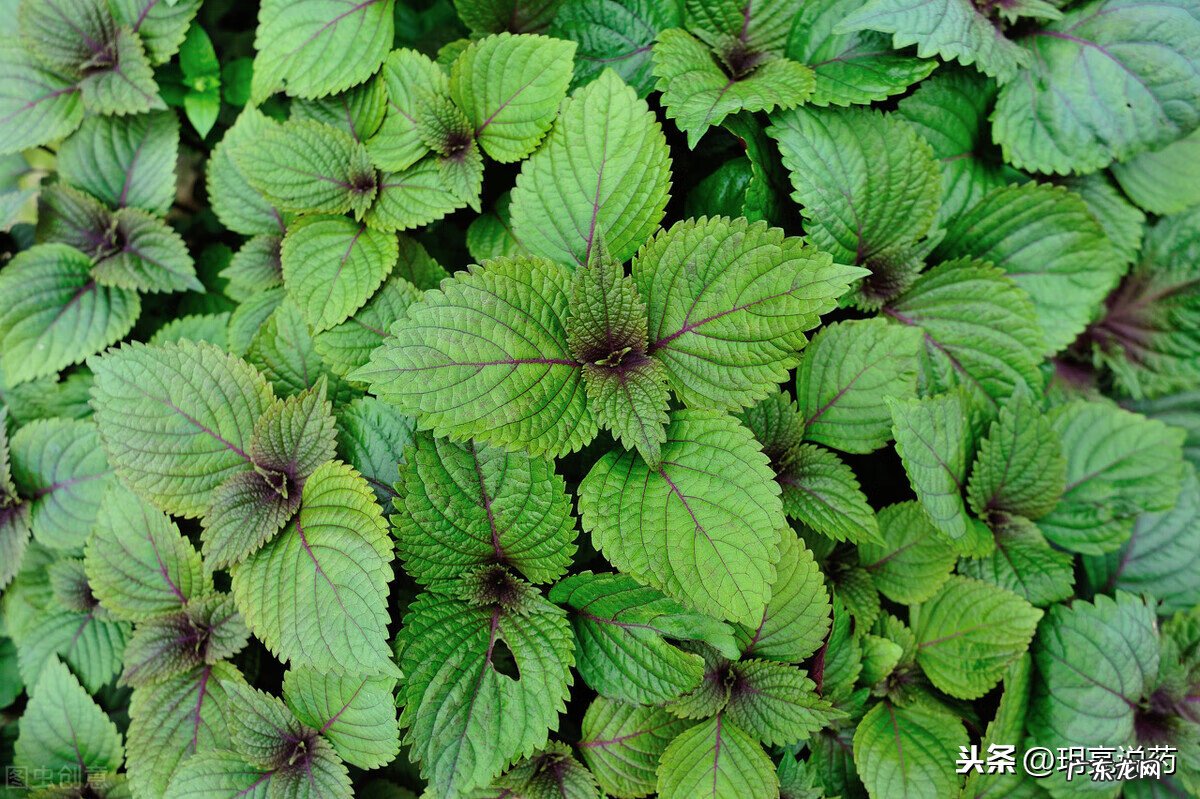 感冒咳嗽吃什么药好得快 感冒咳嗽吃什么药最有效