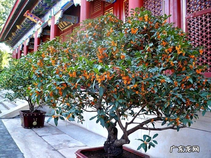 朝阳风水尹山中厉害不 丹桂朝阳风水局