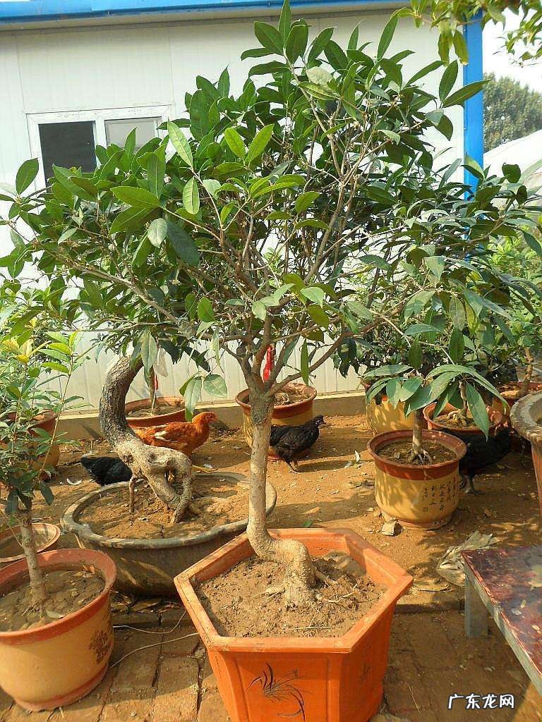 朝阳风水尹山中厉害不 丹桂朝阳风水局