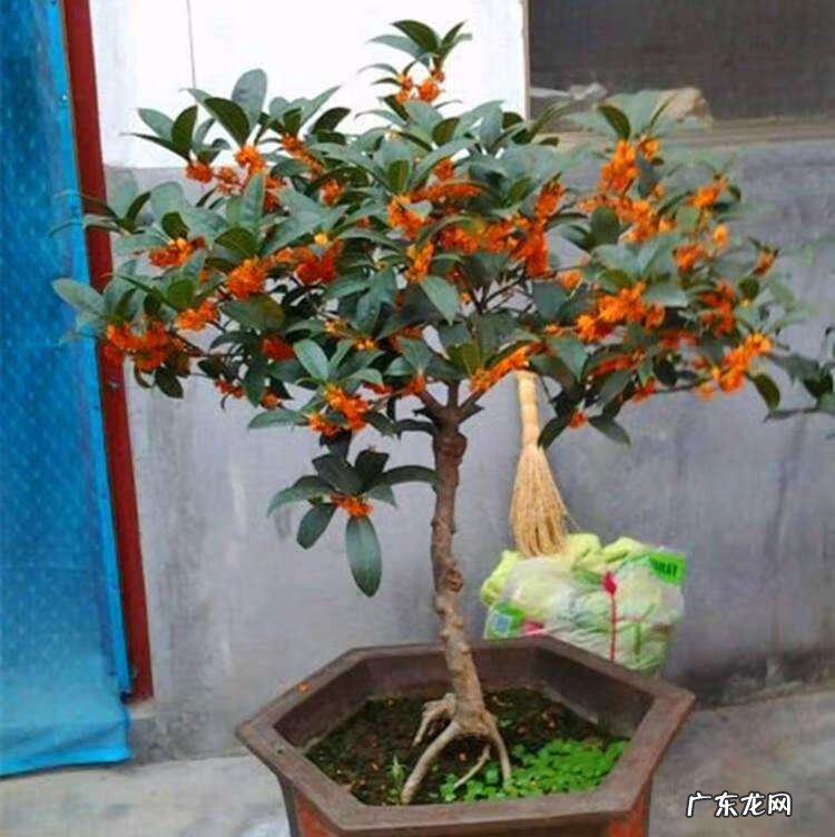 朝阳风水尹山中厉害不 丹桂朝阳风水局