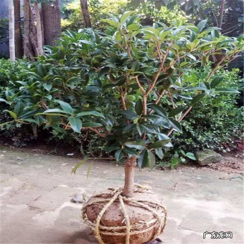 朝阳风水尹山中厉害不 丹桂朝阳风水局