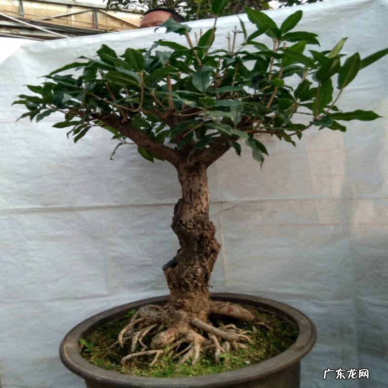 朝阳风水尹山中厉害不 丹桂朝阳风水局