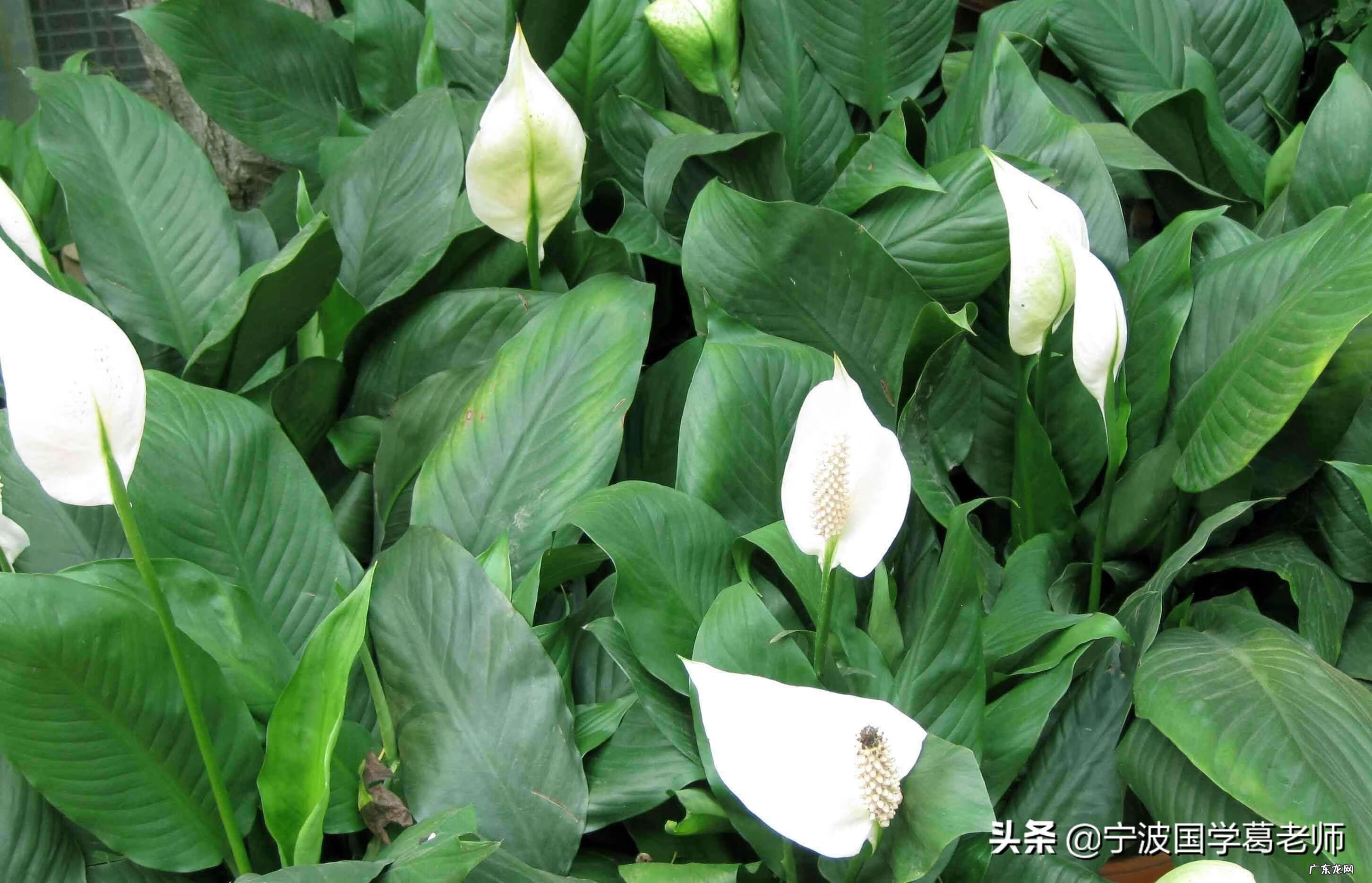 什么植物对风水好 店铺风水植物什么最好看