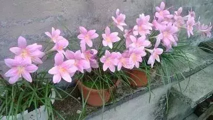 在家种葱风水有讲究吗 葱莲种植风水忌讳什么