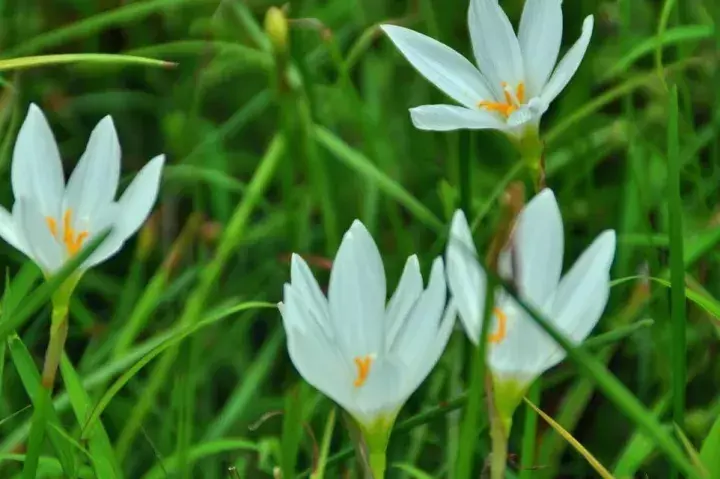 在家种葱风水有讲究吗 葱莲种植风水忌讳什么